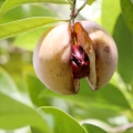 Nutmeg flower